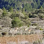 Venta Liara Πανσιόν Allepuz