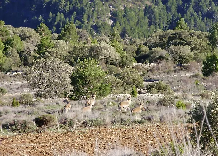 Venta Liara בית הארחה Allepuz